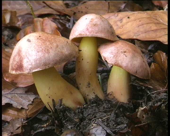 Funghi poco comuni:-  Aureoboletus gentilis